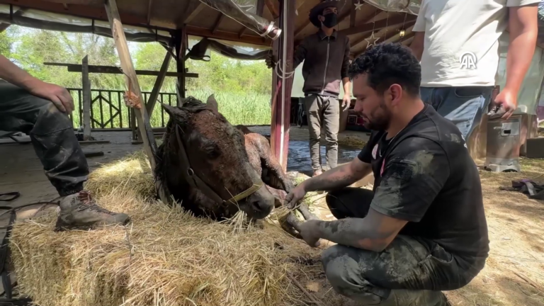 Beykoz'da çamura saplanan at 20 saat boyunca kurtarılmayı bekledi: Çamuru elleriyle kazdılar 3 beykozda camura saplanan at 20 saat boyunca kurtarilmayi bekledi camuru elleriyle kazdilar URjeEXgc