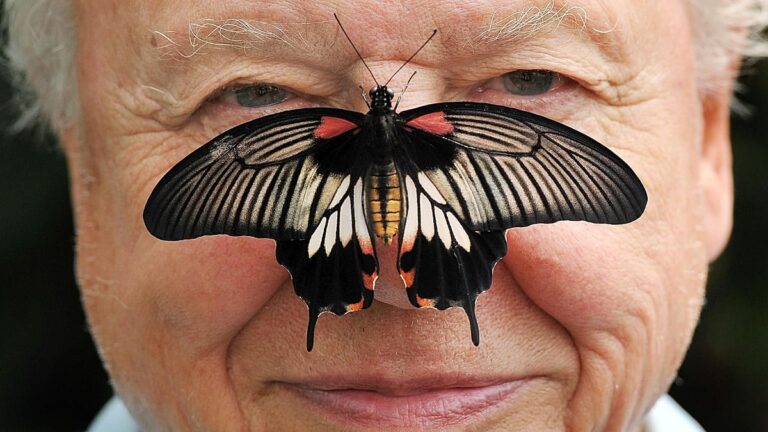 fotograflarla bir hayat sir david attenborough 100 yas gununu kutluyor 2ZhDg5Pe
