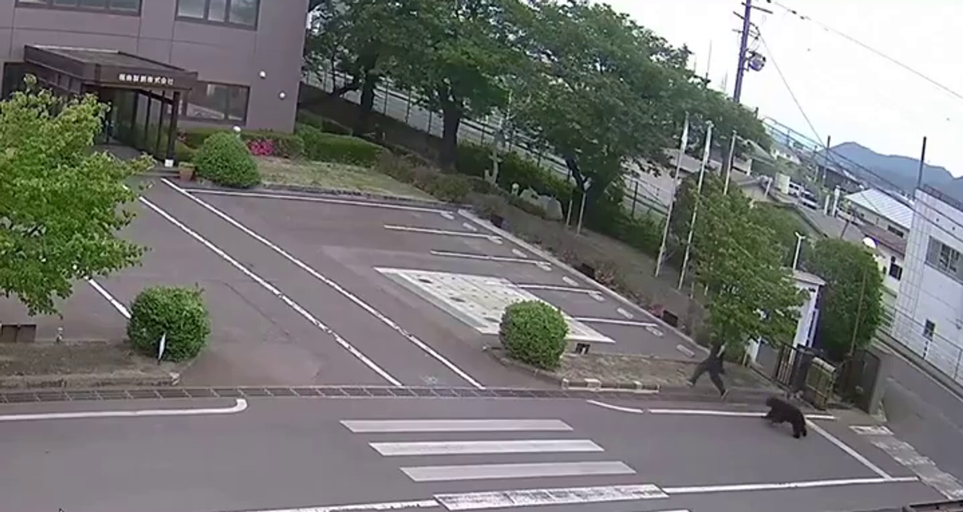 Japonya'da 'son derece akıllı' ayı alarmı: Pencere kilidini açıyor, musluğu açıp su içiyor 2 japonyada son derece akilli ayi alarmi pencere kilidini aciyor muslugu acip su iciyor 0 hljHkm9e