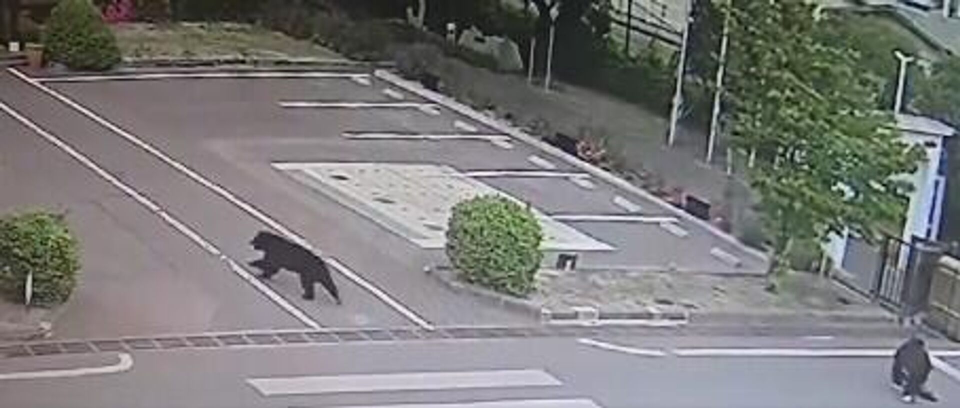 Japonya'da 'son derece akıllı' ayı alarmı: Pencere kilidini açıyor, musluğu açıp su içiyor 3 japonyada son derece akilli ayi alarmi pencere kilidini aciyor muslugu acip su iciyor 1 5hUrdHX4
